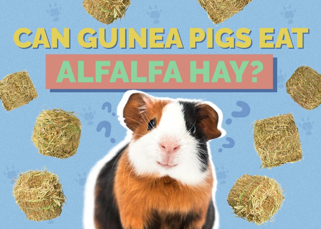 Can Guinea Pigs Eat Alfalfa Hay? VetReviewed Facts & Safety Guide Hepper
