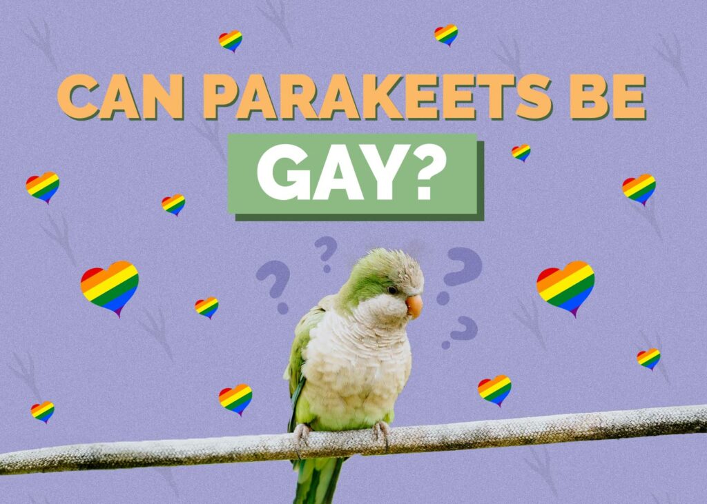 Can Parakeets Be Gay