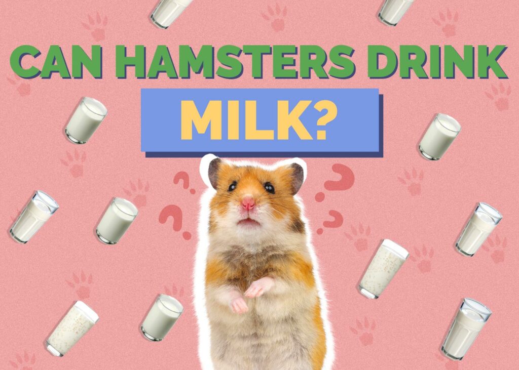 Can Hamsters Drink Milk