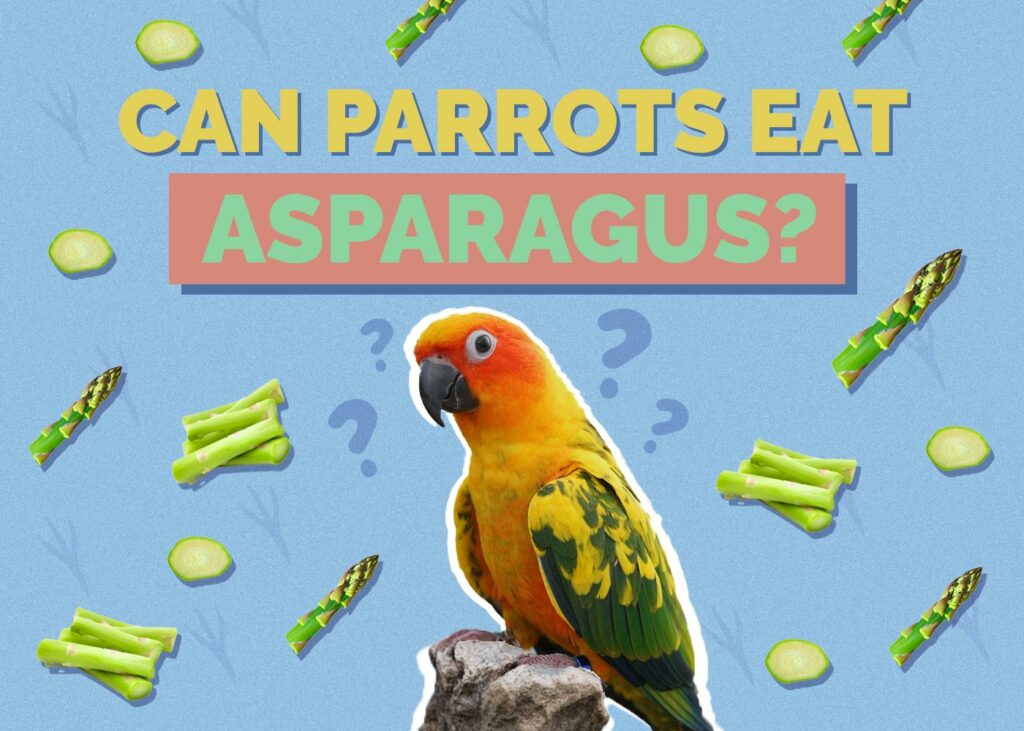 Can Parrots Eat Asparagus