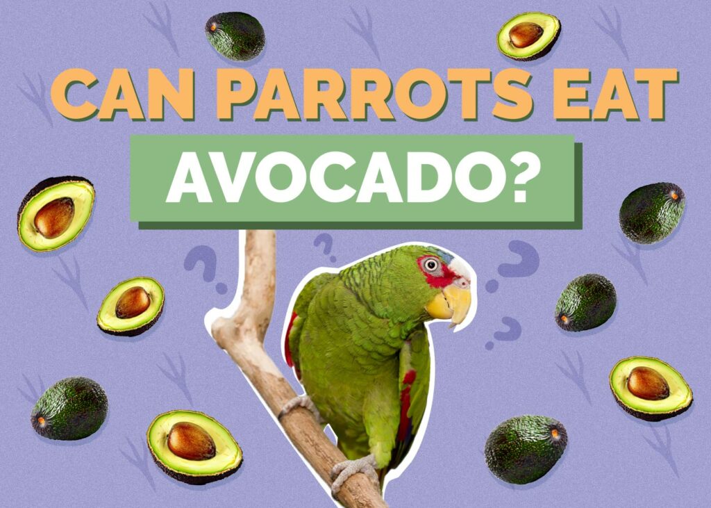 Can Parrots Eat Avocado
