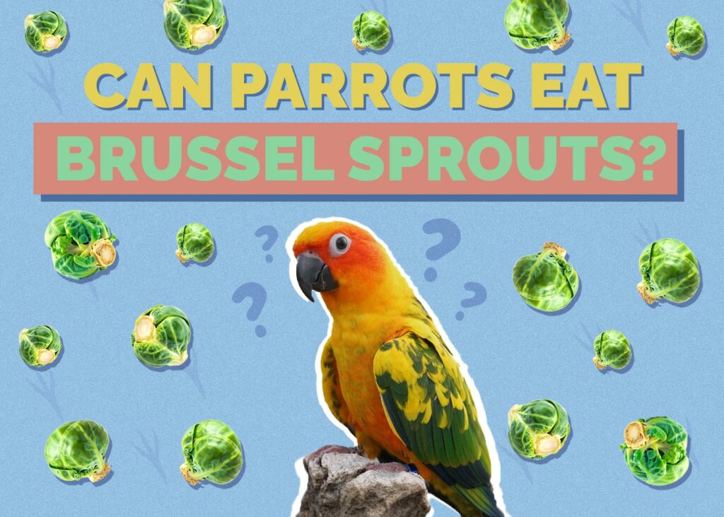 Can Parrots Eat Brussels Sprouts