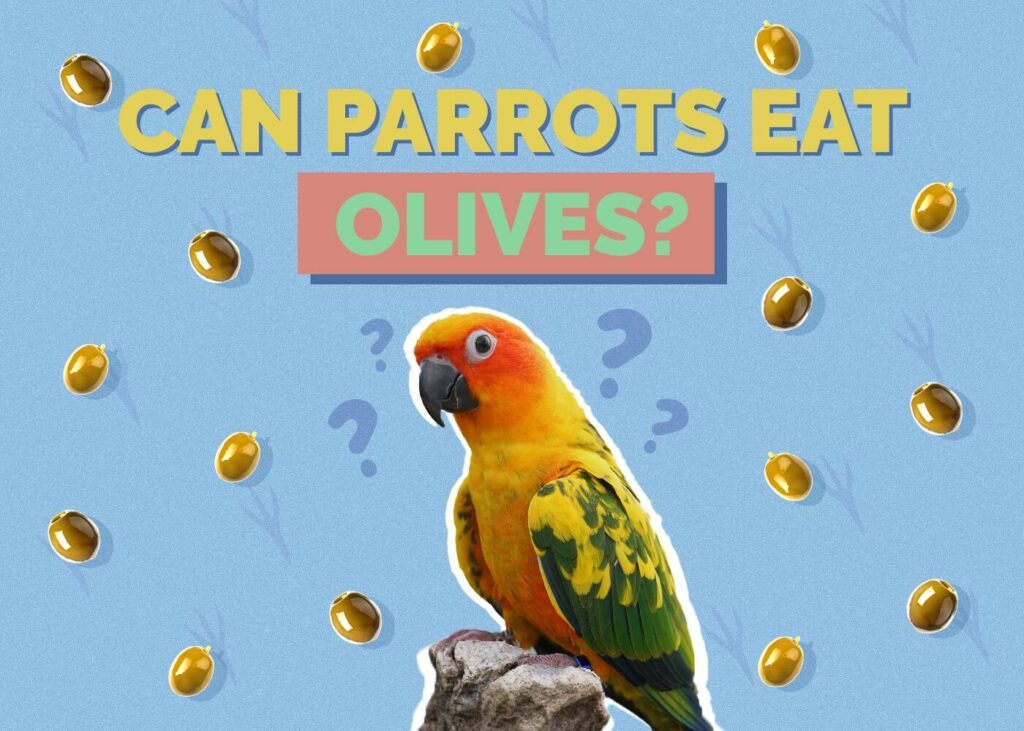 Can Parrots Eat Olives