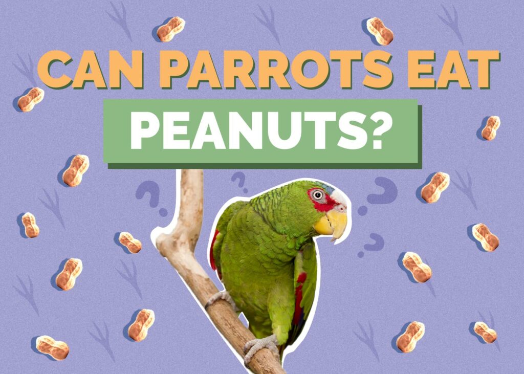 Can Parrots Eat Peanuts