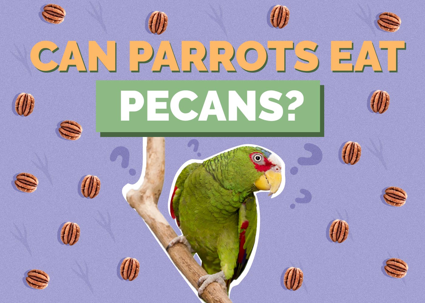 Can Parrots Eat Pecans? VetVerified Facts & Health Guide Hepper