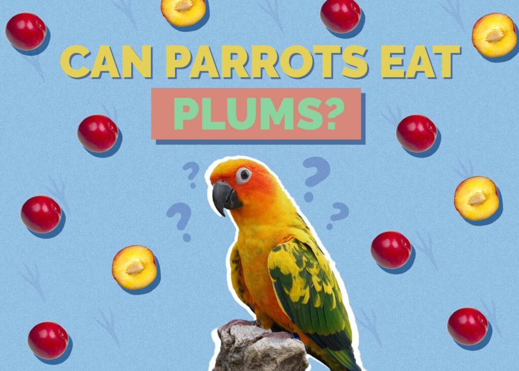 Can Parrots Eat Plums