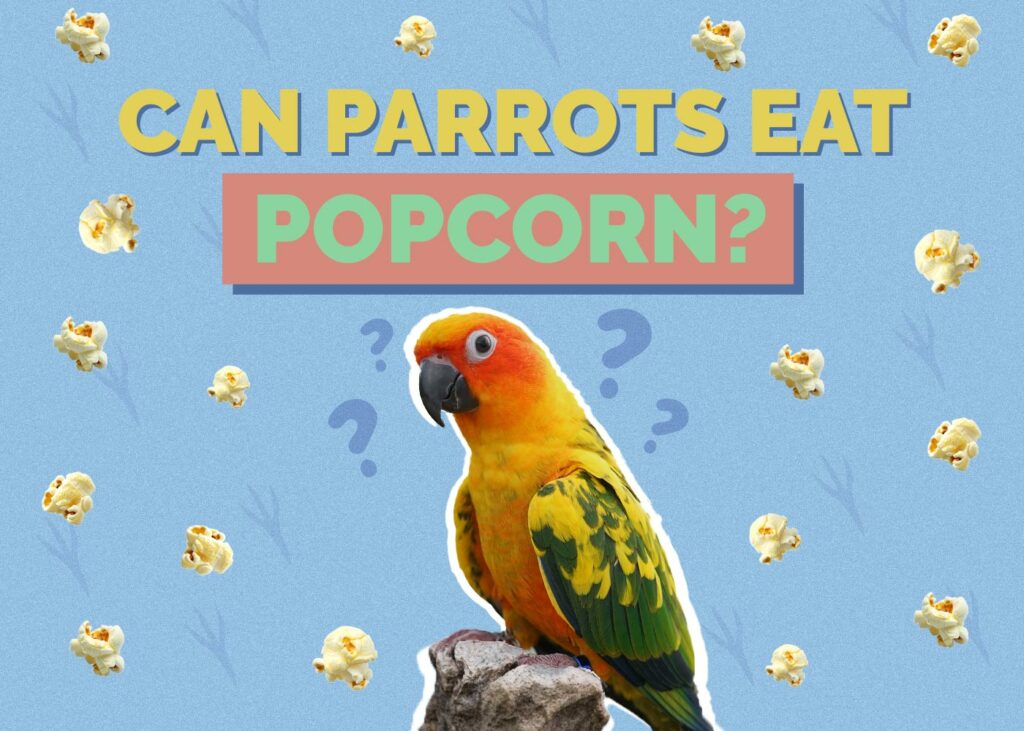 Can Parrots Eat Popcorn