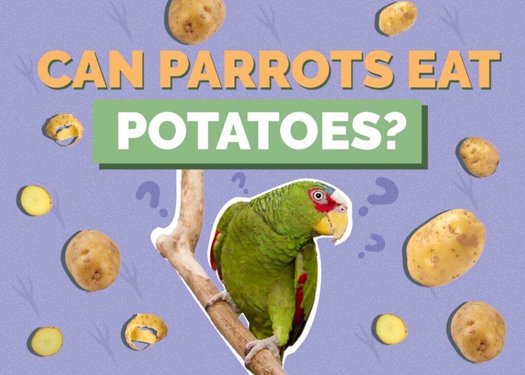 Can Parrots Eat Potatoes