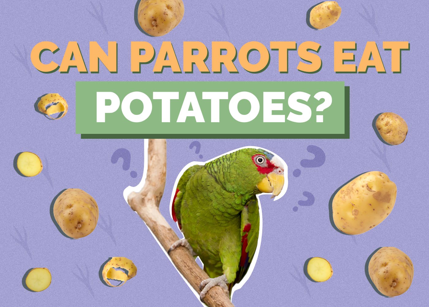 Can Parrots Eat Potatoes