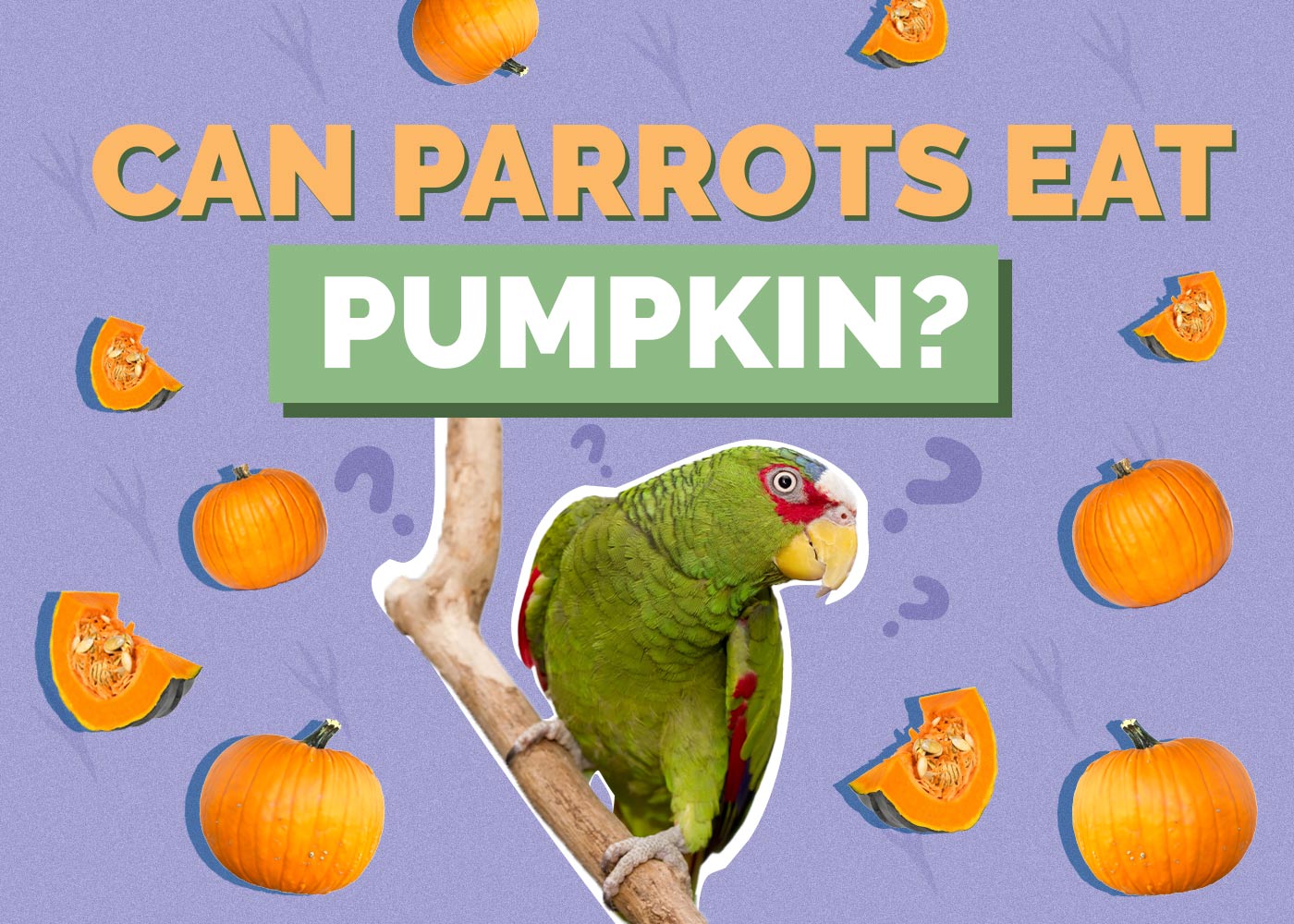 Can Parrots Eat Pumpkin