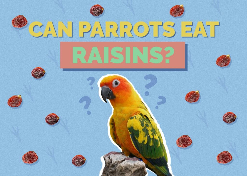 Can Parrots Eat Raisins