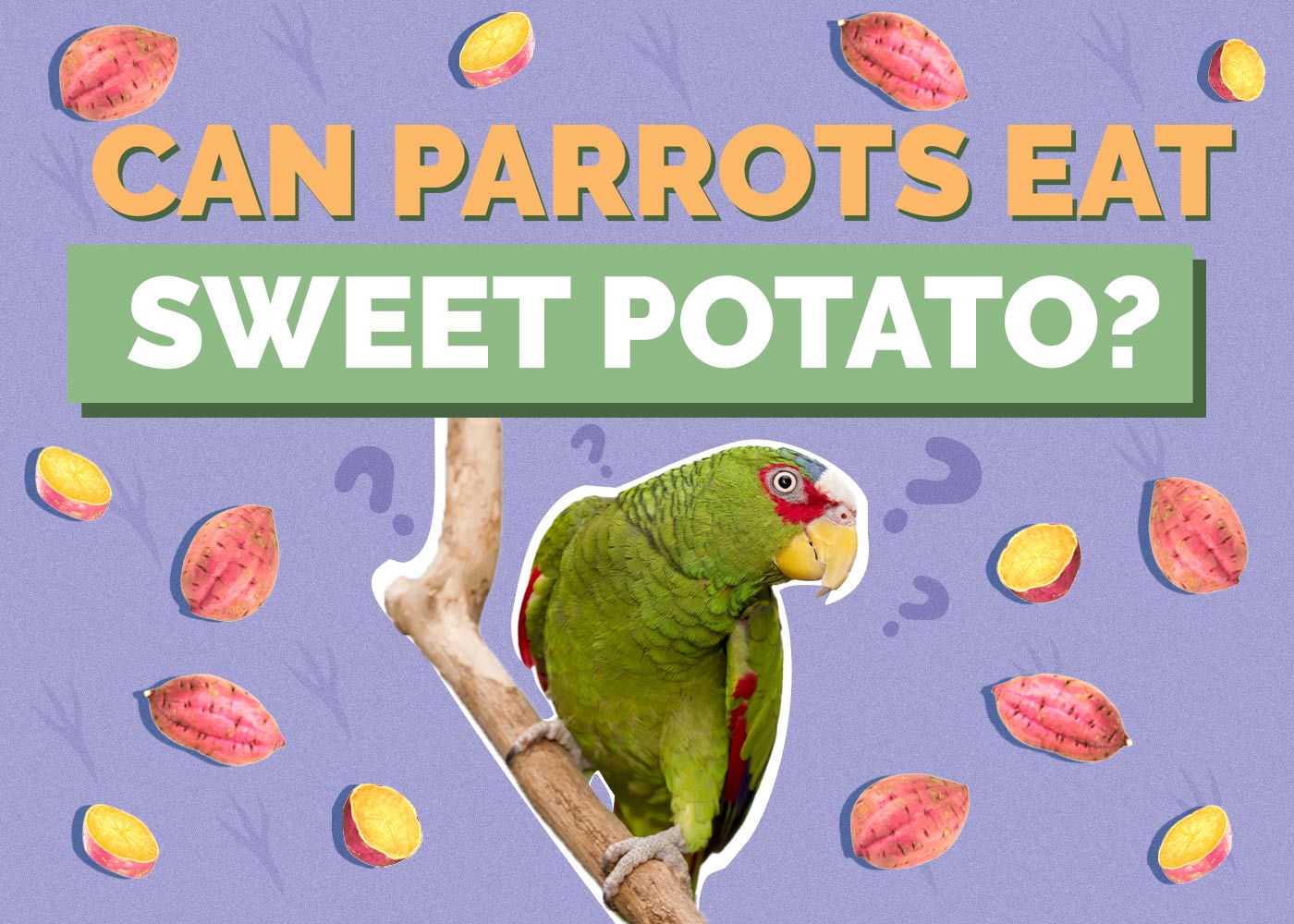 Can Parrots Eat Sweet Potato? VetReviewed Nutritional Facts Hepper