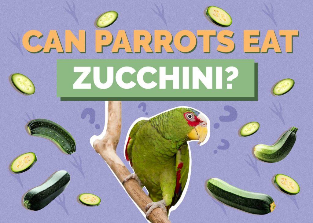 Can Parrots Eat Zucchini
