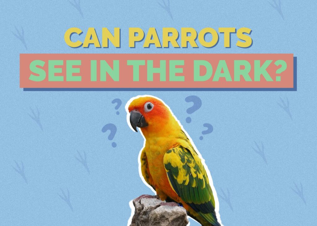 Can Parrots See in the Dark