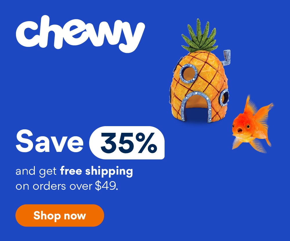 Do Goldfish Need Gravel? (The Answer May Surprise You!) Hepper