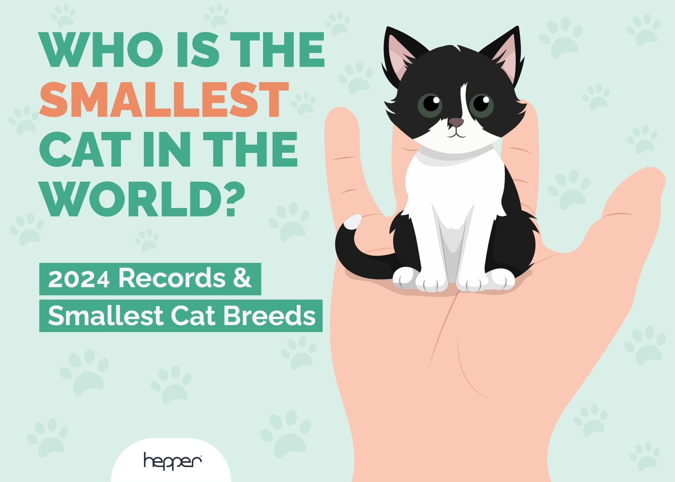 Who Is the Smallest Cat in the World Tinker Toy Infographic 2024 Update