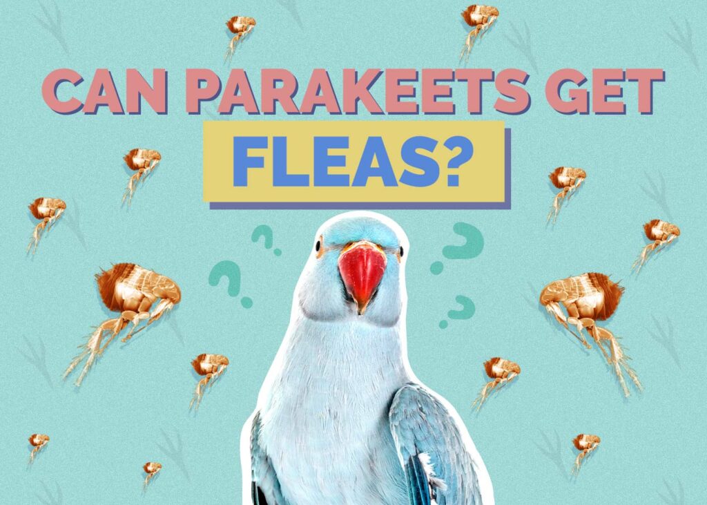 Can Parakeets Get Fleas