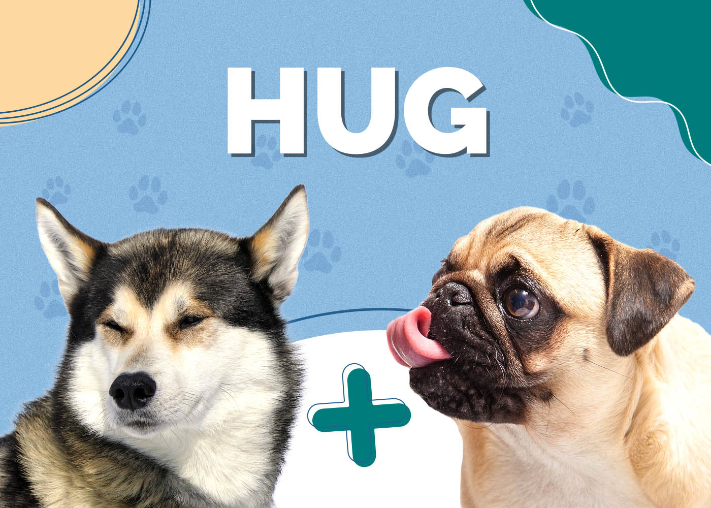 Hug Dog (Siberian Husky & Pug Mix)