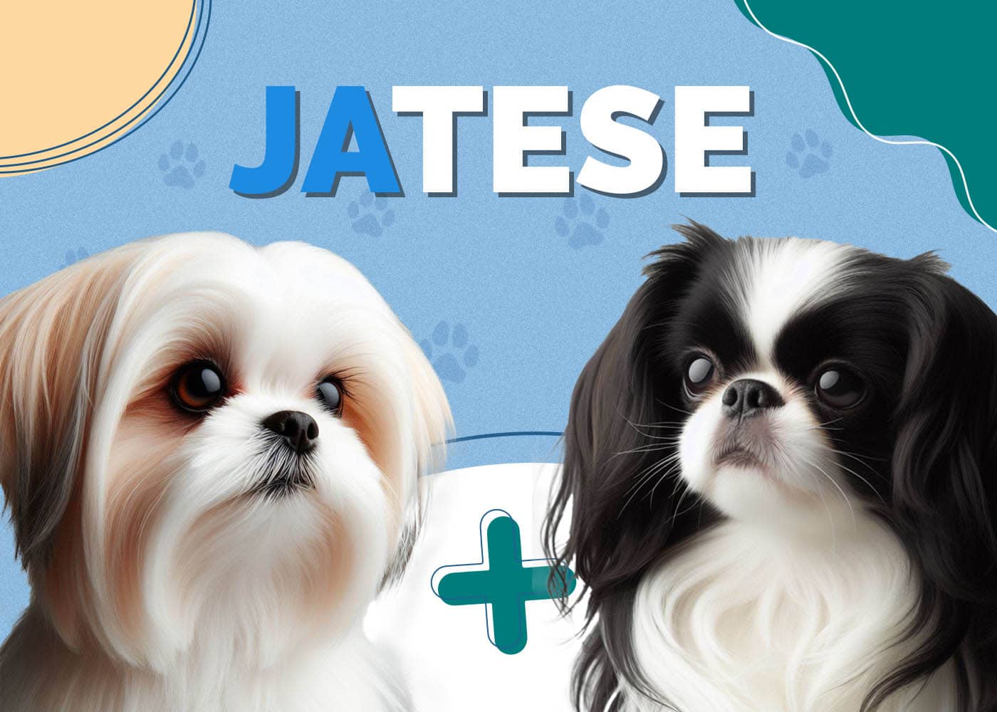 JaTese (Japanese Chin & Maltese Mix)