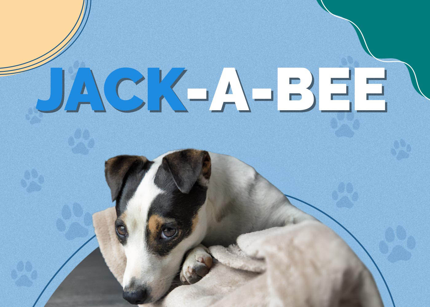 Jack-A-Bee (Beagle & Jack Russell Terrier Mix)