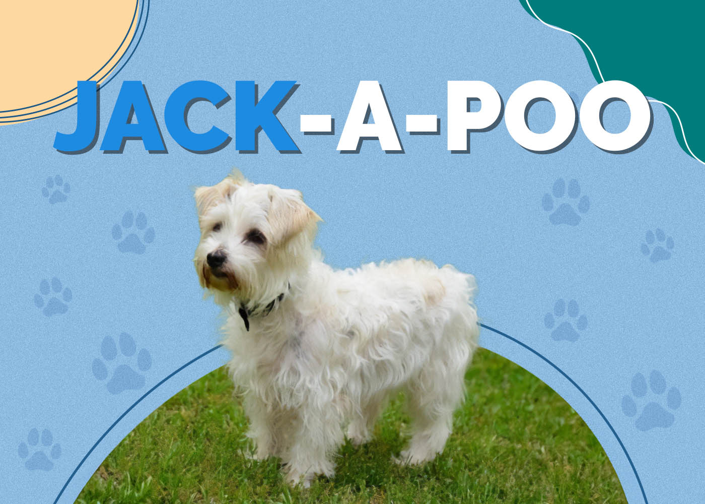 Jack-A-Poo (Jack Russell Terrier & Miniature Poodle Mix)