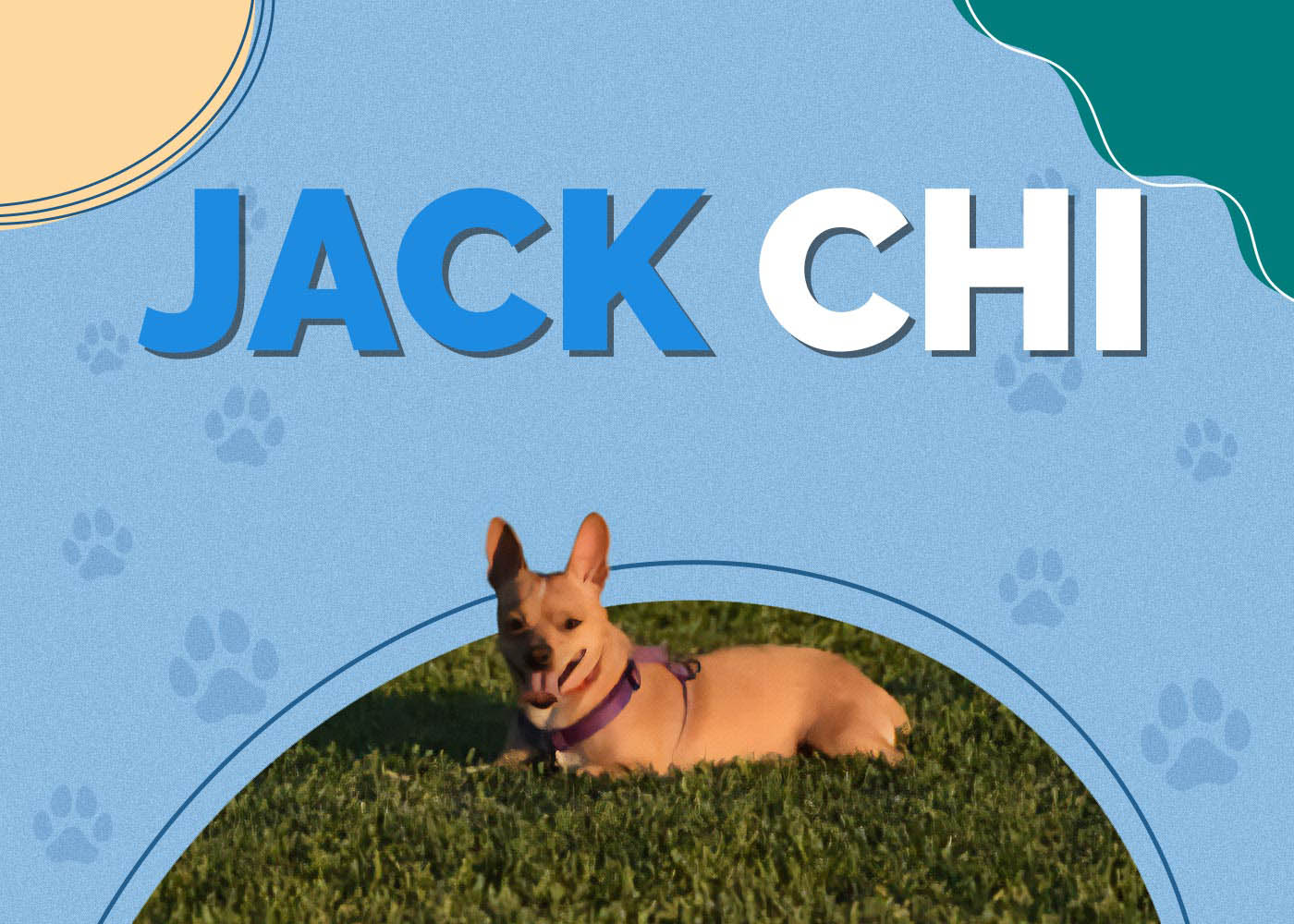 Jack Chi (Chihuahua & Jack Russell Terrier Mix)