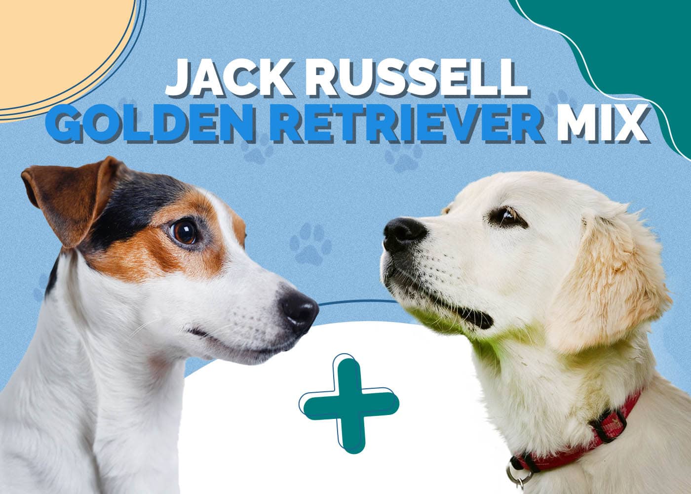 Jack Russell Golden Retriever Mix