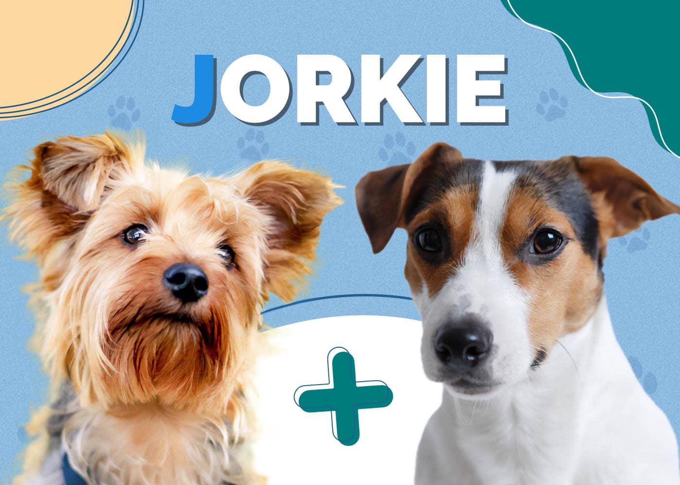 Jorkie (Jack Russell Terrier & Yorkshire Terrier Mix)