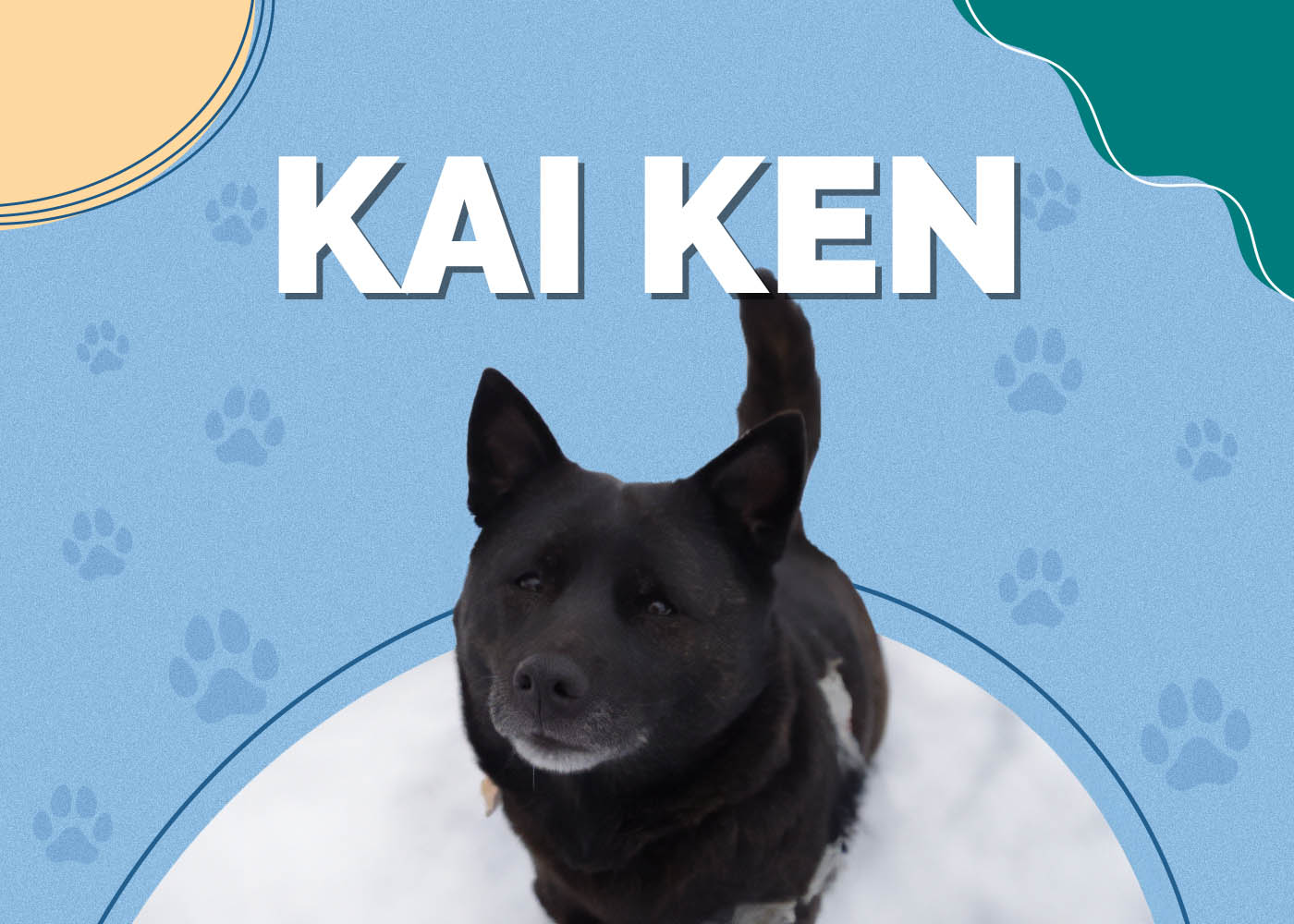Kai Ken
