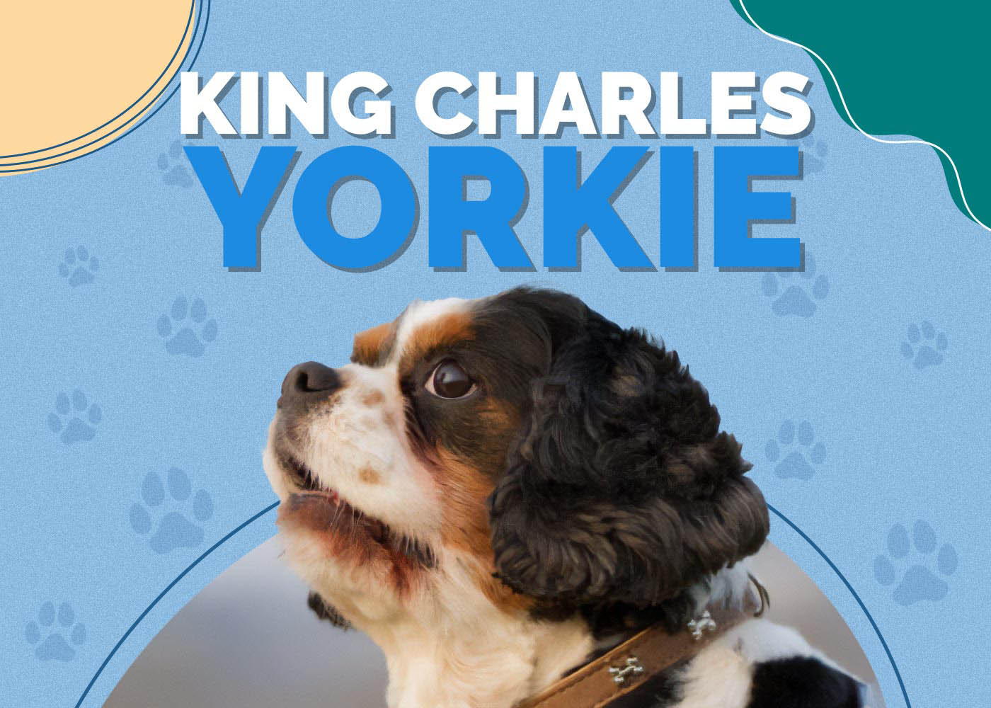 King Charles Yorkie (Cavalier King Charles Spaniel & Yorkie Mix)