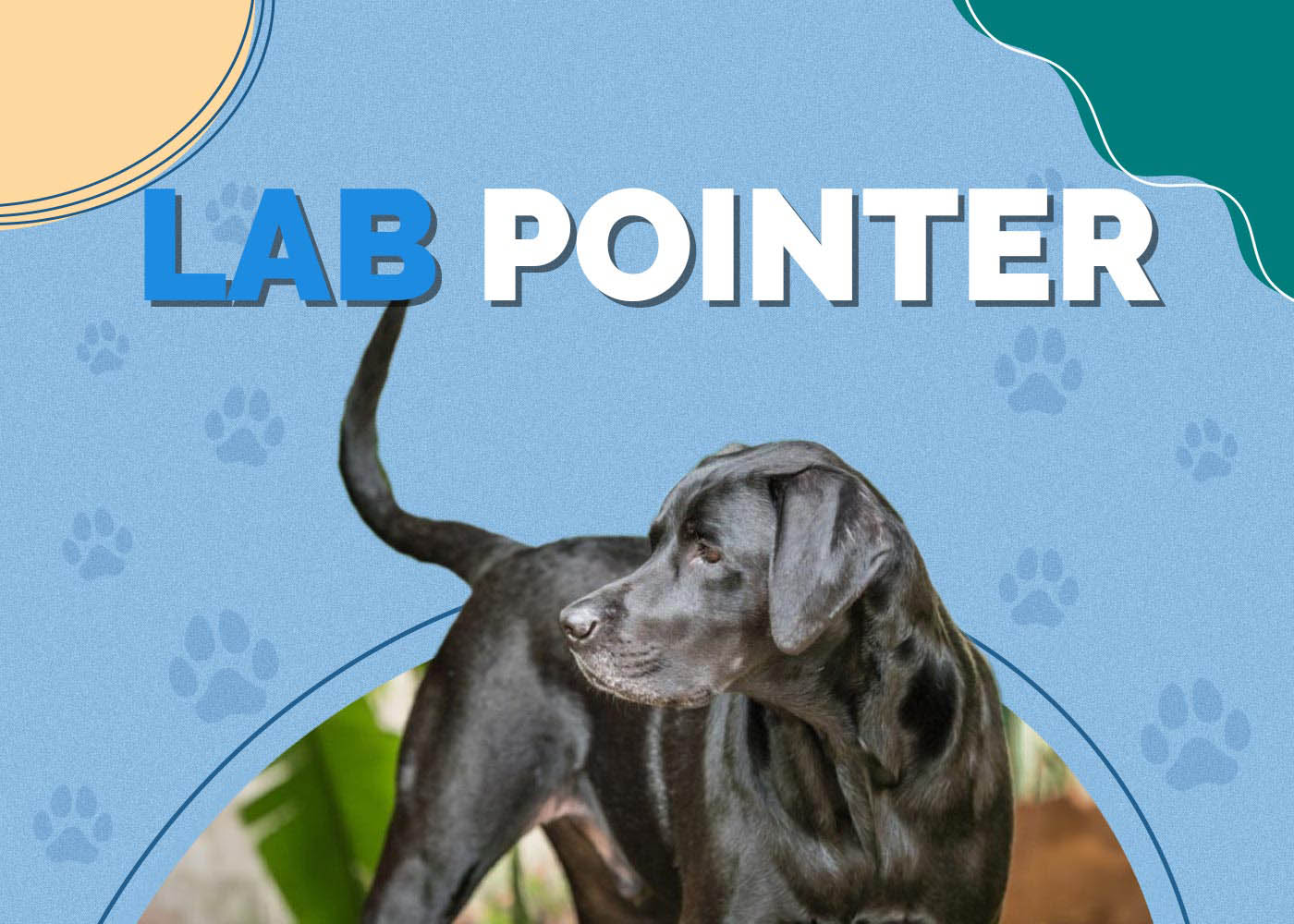 Lab Pointer (English Pointer & Labrador Mix)
