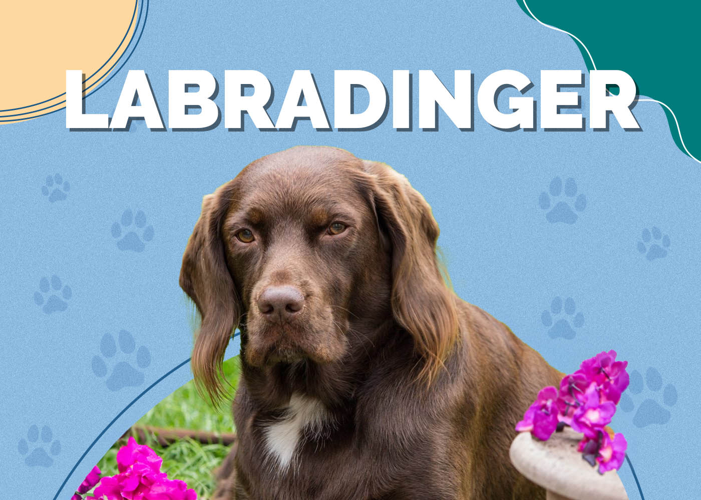 Labradinger (English Springer Spaniel & Labrador Mix)
