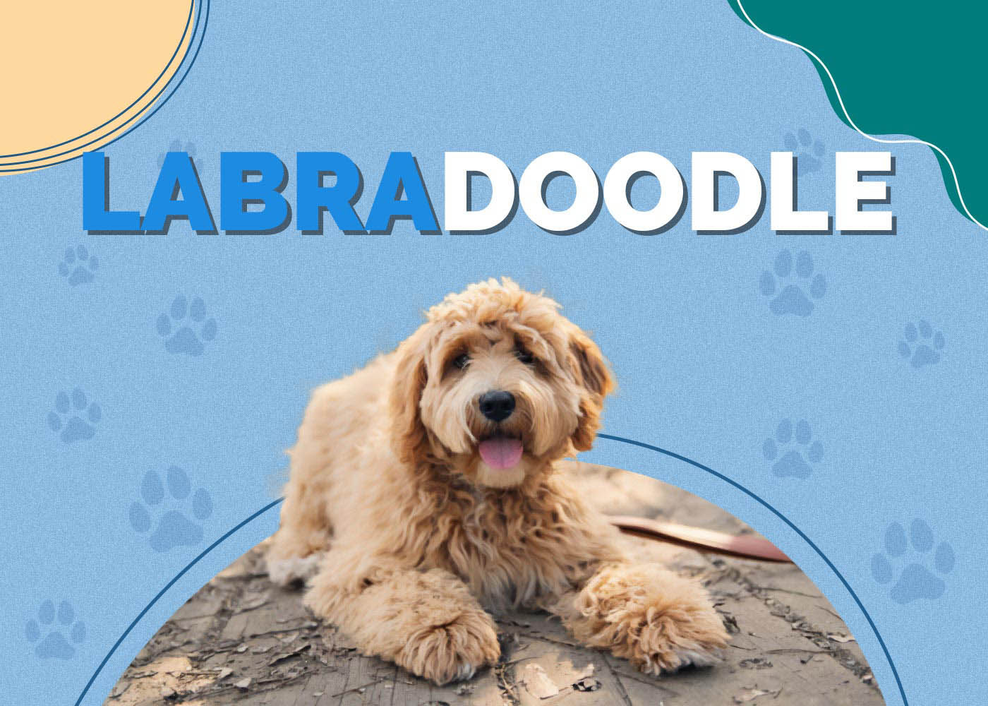 Labradoodle (Labrador Retriever & Poodle Mix)