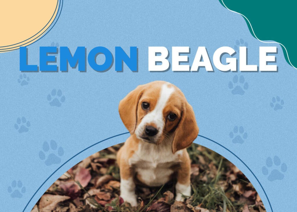 Lemon Beagle