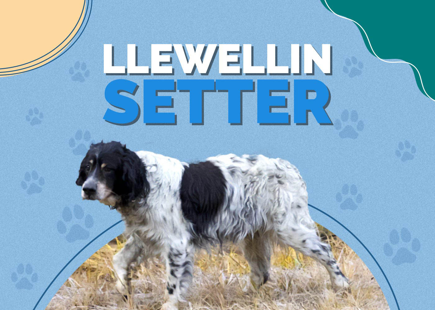 Llewellin Setter