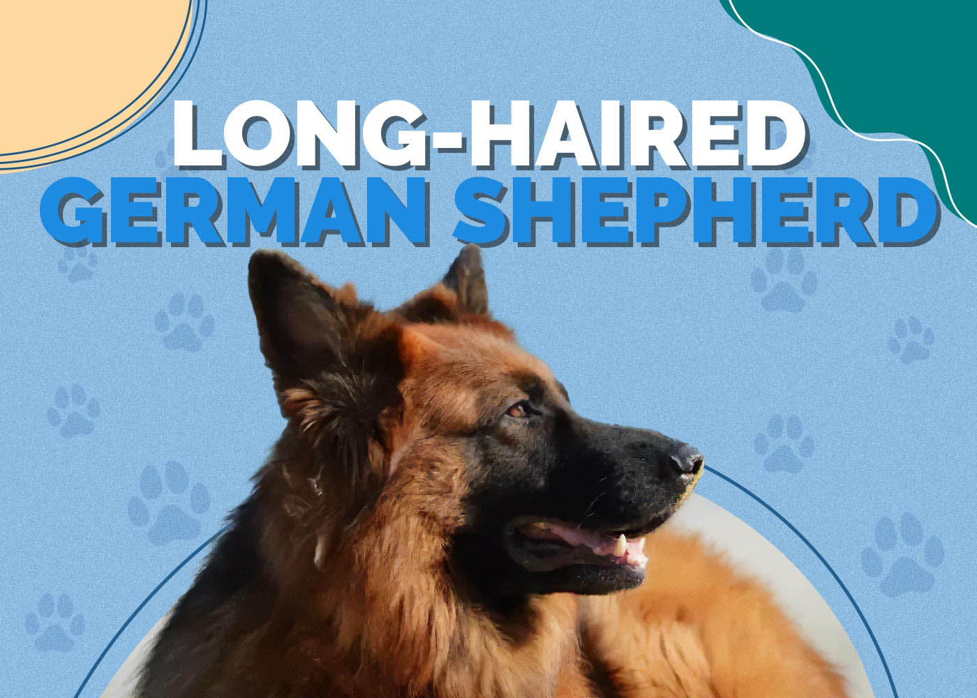 Long-haired German Shepherd