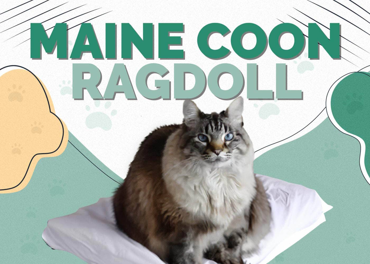 Maine Coon Ragdoll