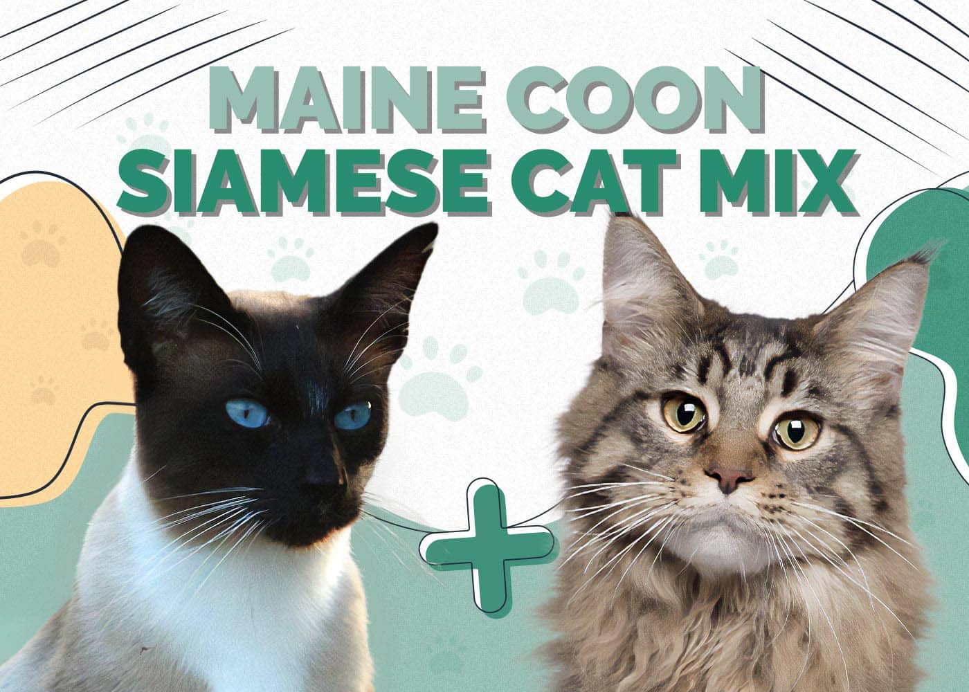 Maine Coon & Siamese Cat Mix