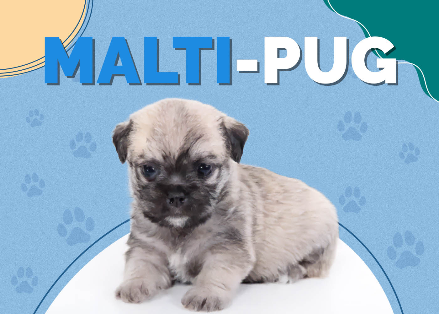 Malti-Pug (Maltese & Pug Mix)