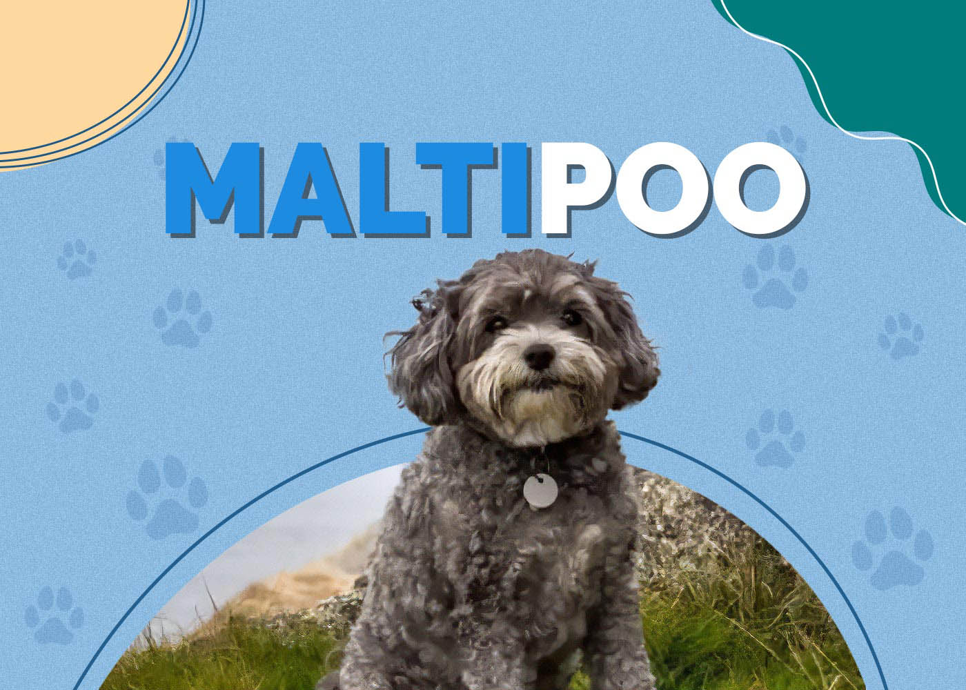 Maltipoo (Maltese & Poodle Mix)