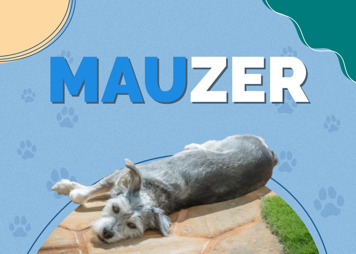 Mauzer (Miniature Schnauzer & Maltese Mix)