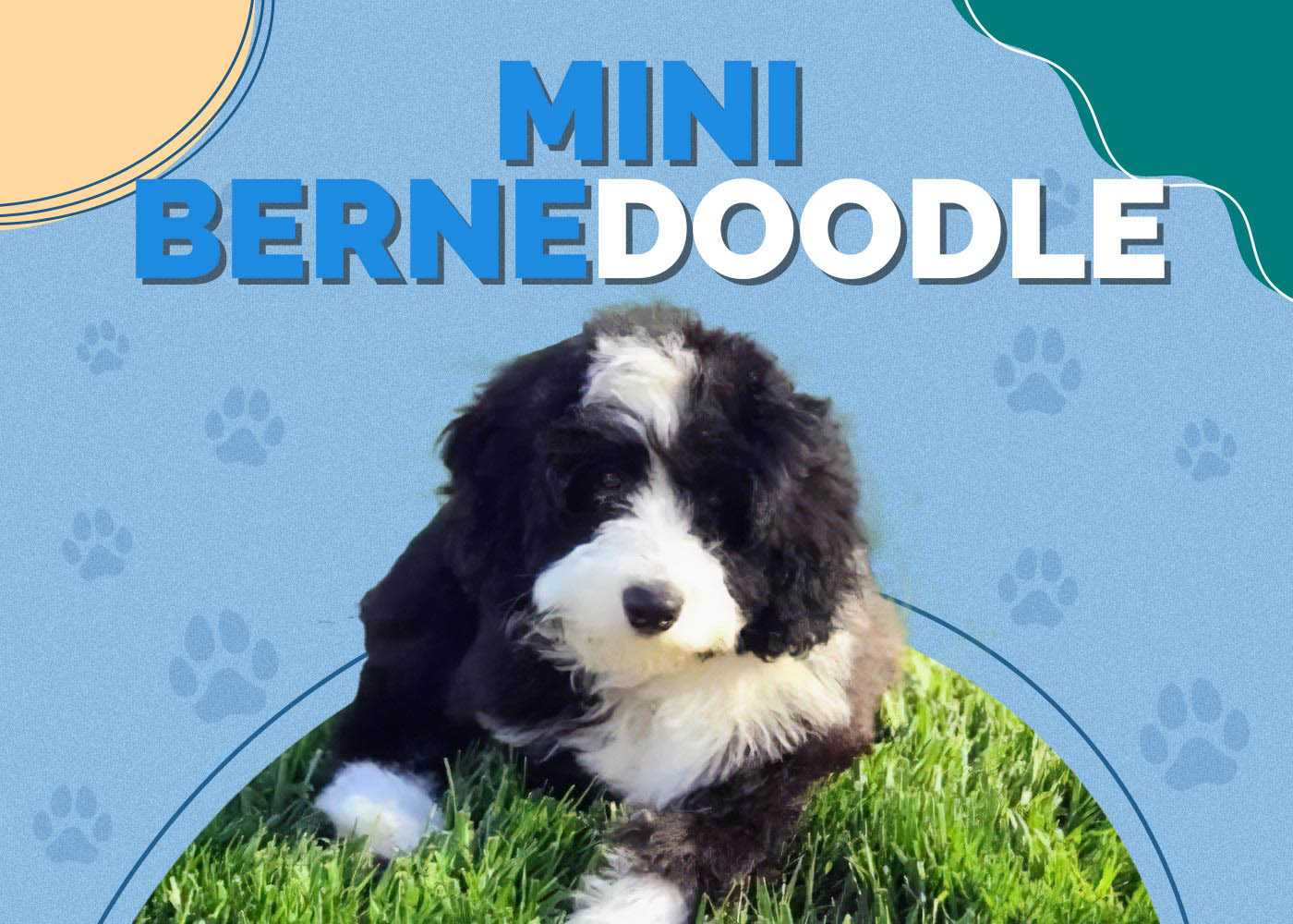 Mini Bernedoodle (Mini Poodle/Bernese Mountain Dog)