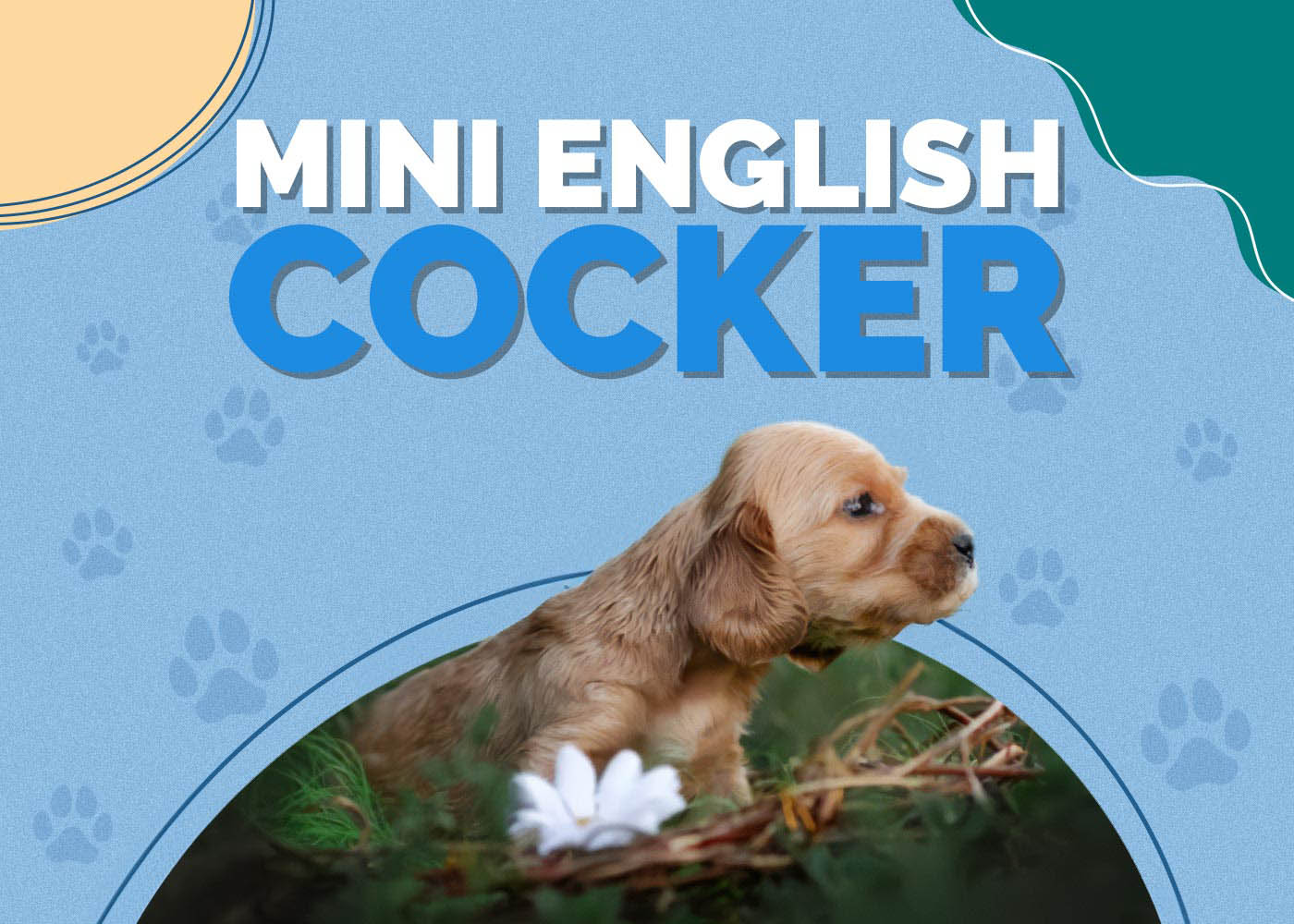 Mini English Cocker (Dachshund & Cocker Spaniel Mix)