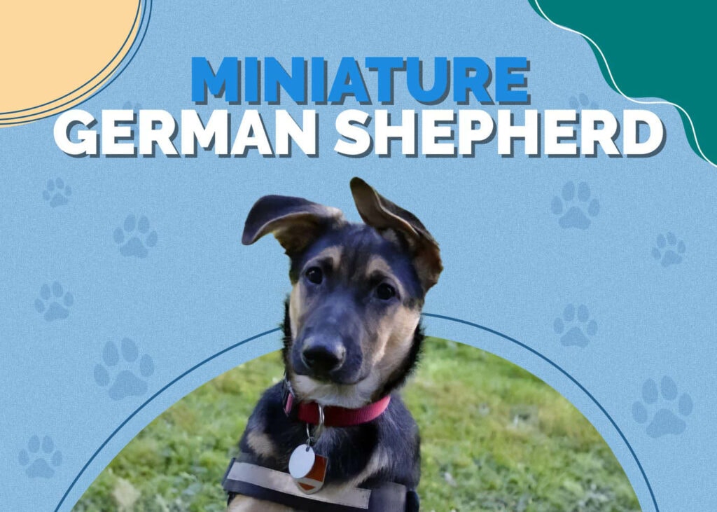 Miniature German Shepherd