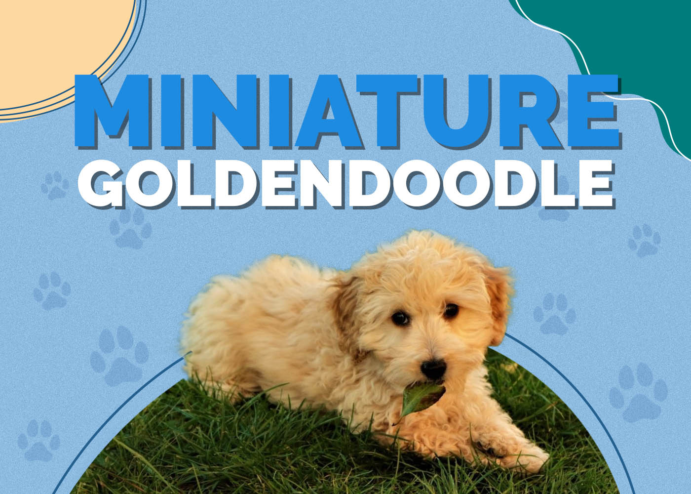 Miniature Goldendoodle (Golden Retriever & Mini Poodle Mix)