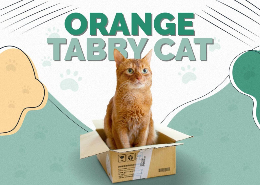 Orange Tabby Cat