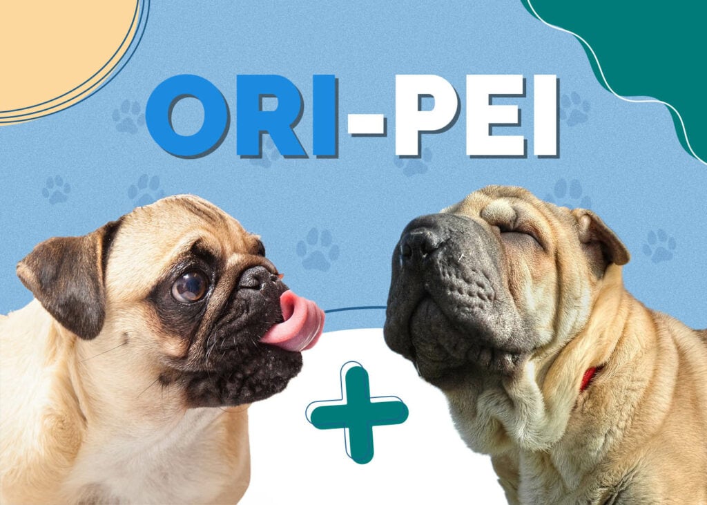 Ori-Pei (Pug & Shar-Pei Mix)
