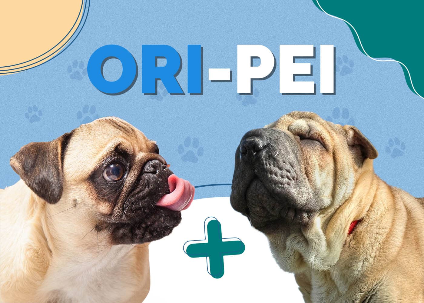 Ori-Pei (Pug & Shar-Pei Mix)