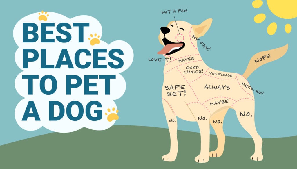 Where Do Dogs Like to Be Pet? The Best Spots to Choose Hepper