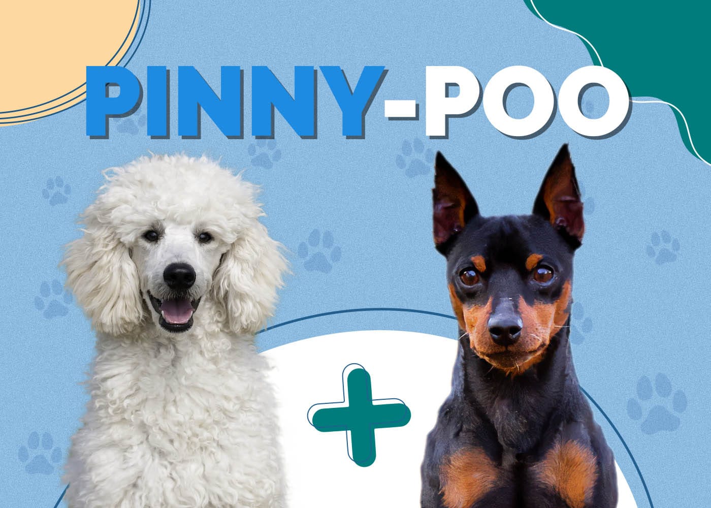 Pinny-Poo (Miniature Pinscher & Poodle Mix)